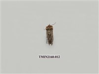 藏品(寬帶波紋蛾)的圖片